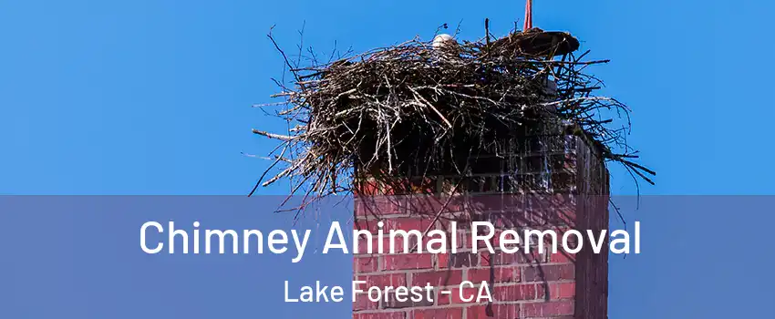  Chimney Animal Removal Lake Forest - CA